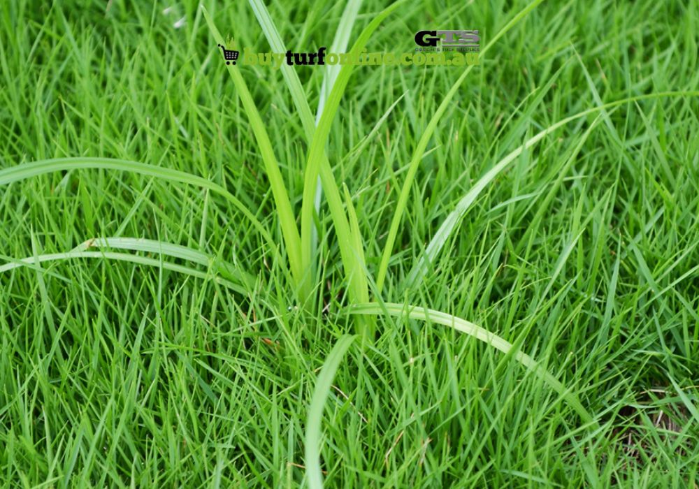 With triangular stems and thin grey-green leaves