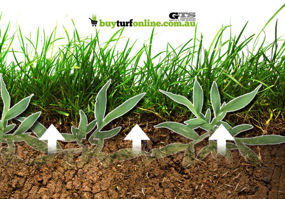 Using a pre-emergent herbicide, such as Oxafert, stops weed seeds from germinating