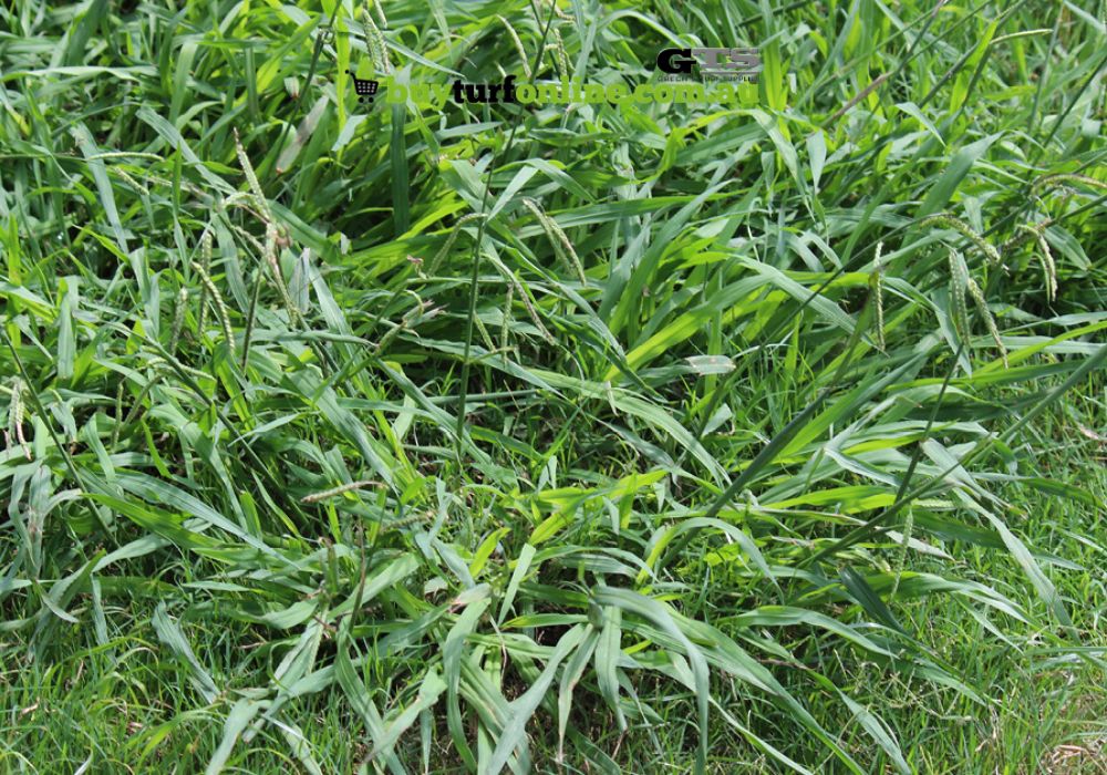 This annual weed is a warm-season invader with light green leaves and slightly folded leaf blades