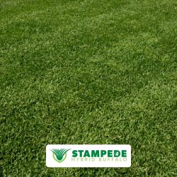 Stampede Hybrid Buffalo Turf