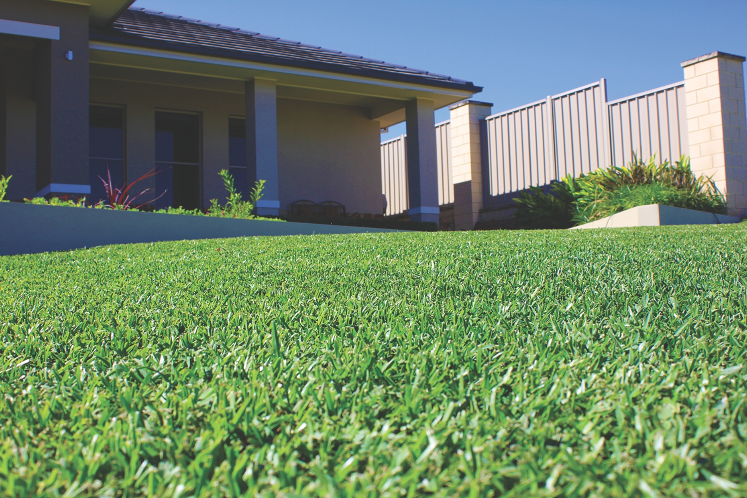 Sir Walter DNA-Certified Buffalo Grass