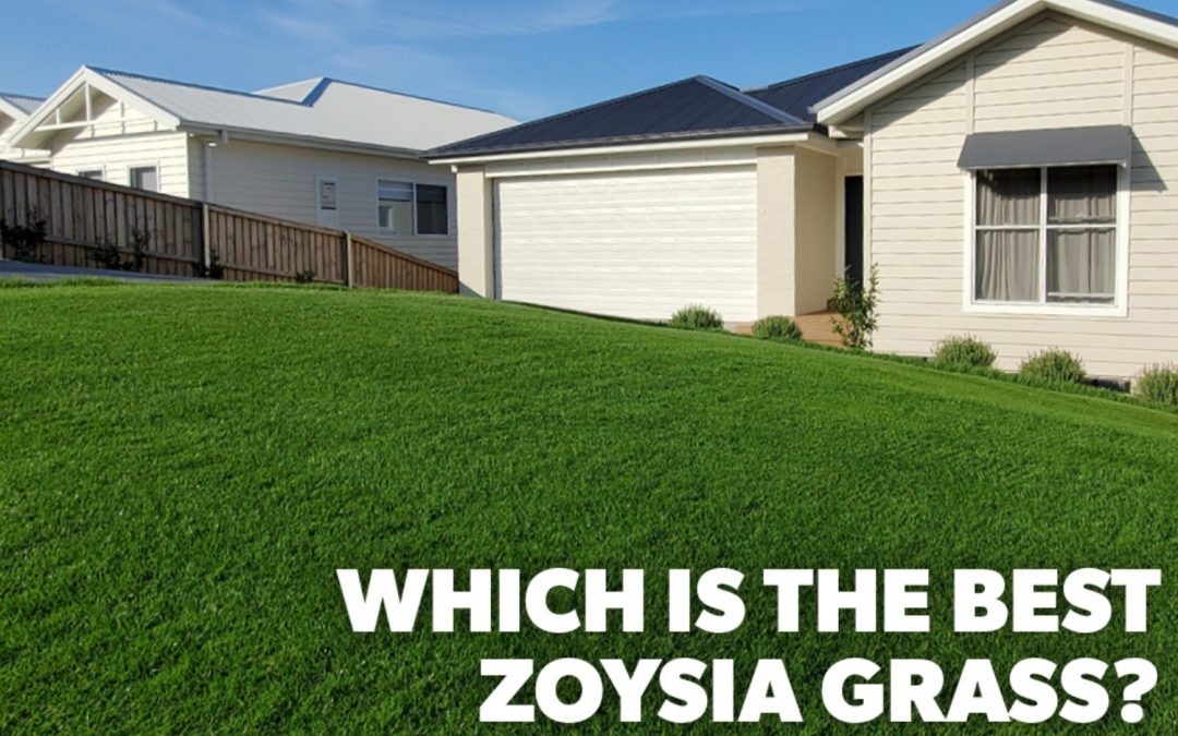 Which Zoysia Lawn is Right For Your Home?