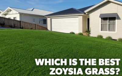 Lawn Fertiliser 1 Which Zoysia Lawn is Right For Your Home?