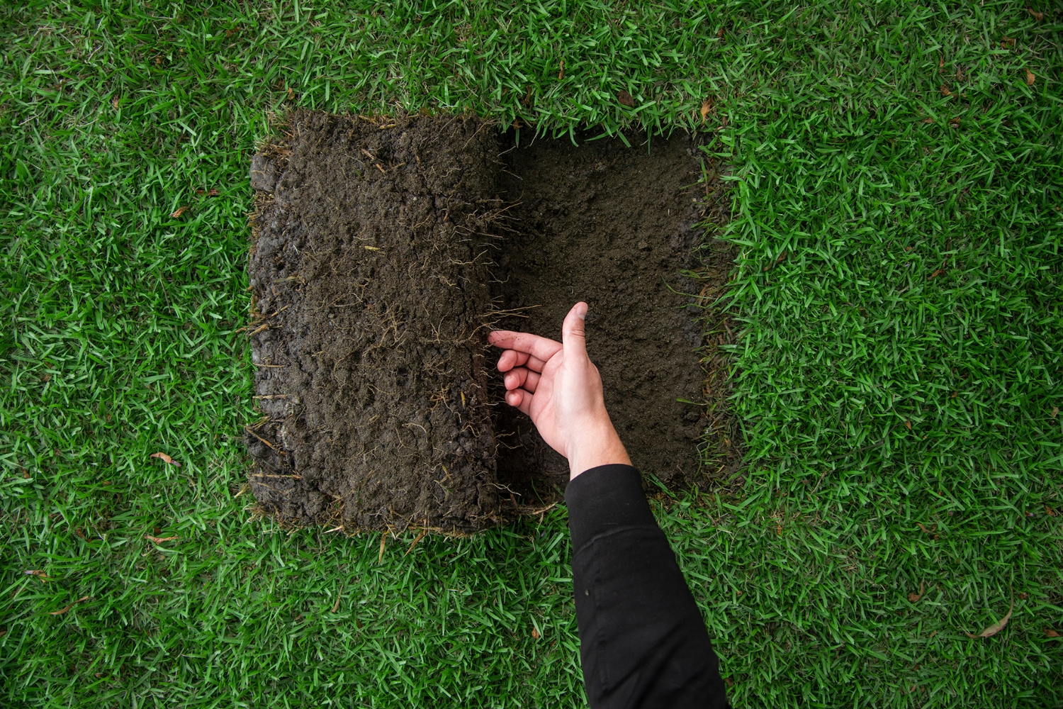 Zoysia - aerial view