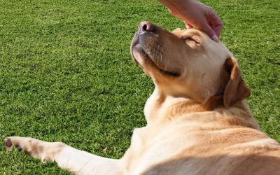 High-Wear Turf Sydney: Best Grass for Kids, Dogs & Heavy Foot Traffic