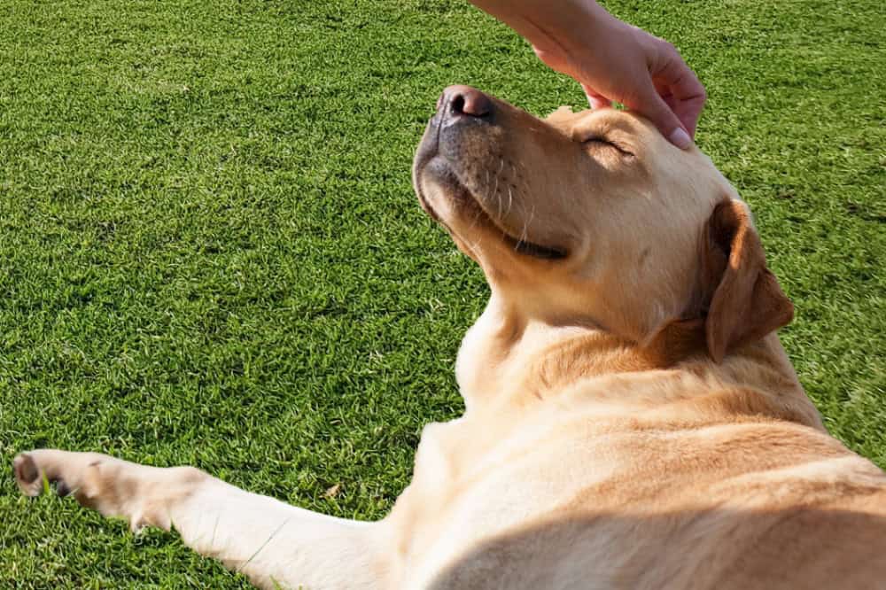 Best Turf for Dogs Best Turf for Dogs