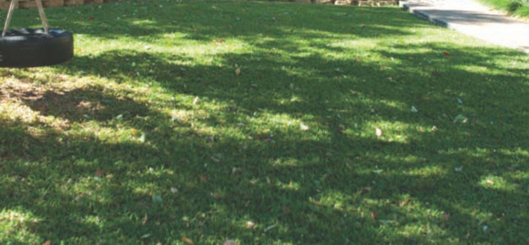 How to Prepare Your Lawn for Winter Shade