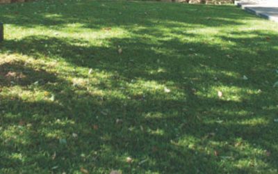 How to Prepare Your Lawn for Winter Shade