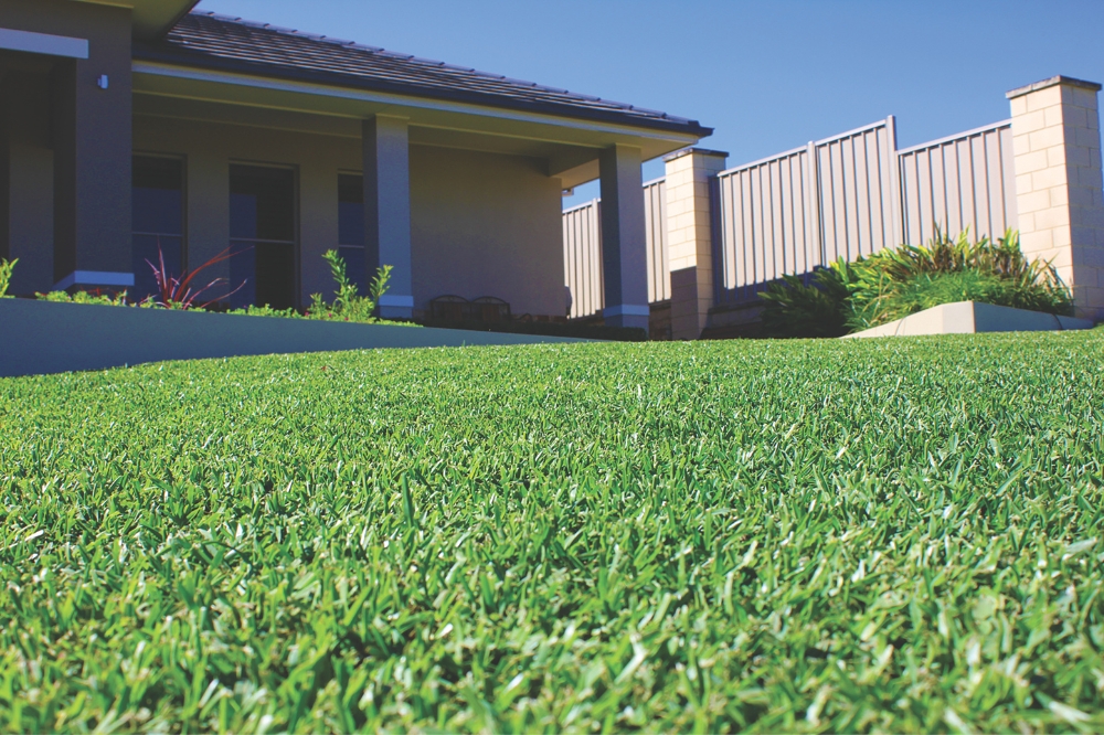 What is the Best Grass for a Lawn? A Complete Guide to Top Choices 3 Sir Walter DNA Certified Buffalo