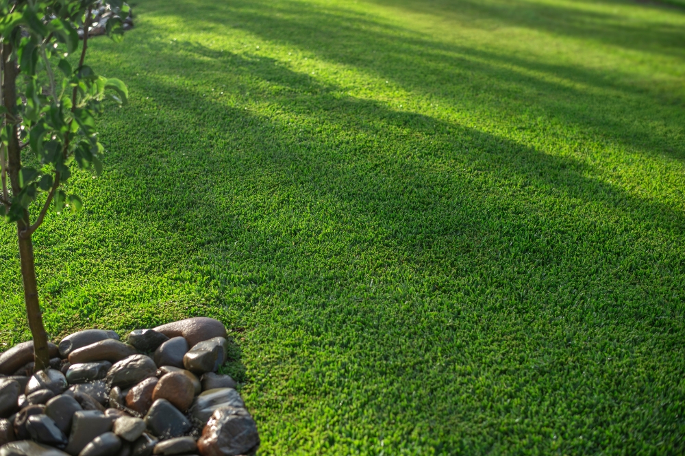 What is the Best Grass for a Lawn? A Complete Guide to Top Choices 7 Stampede Buffalo is a modern soft-leaf buffalo grass