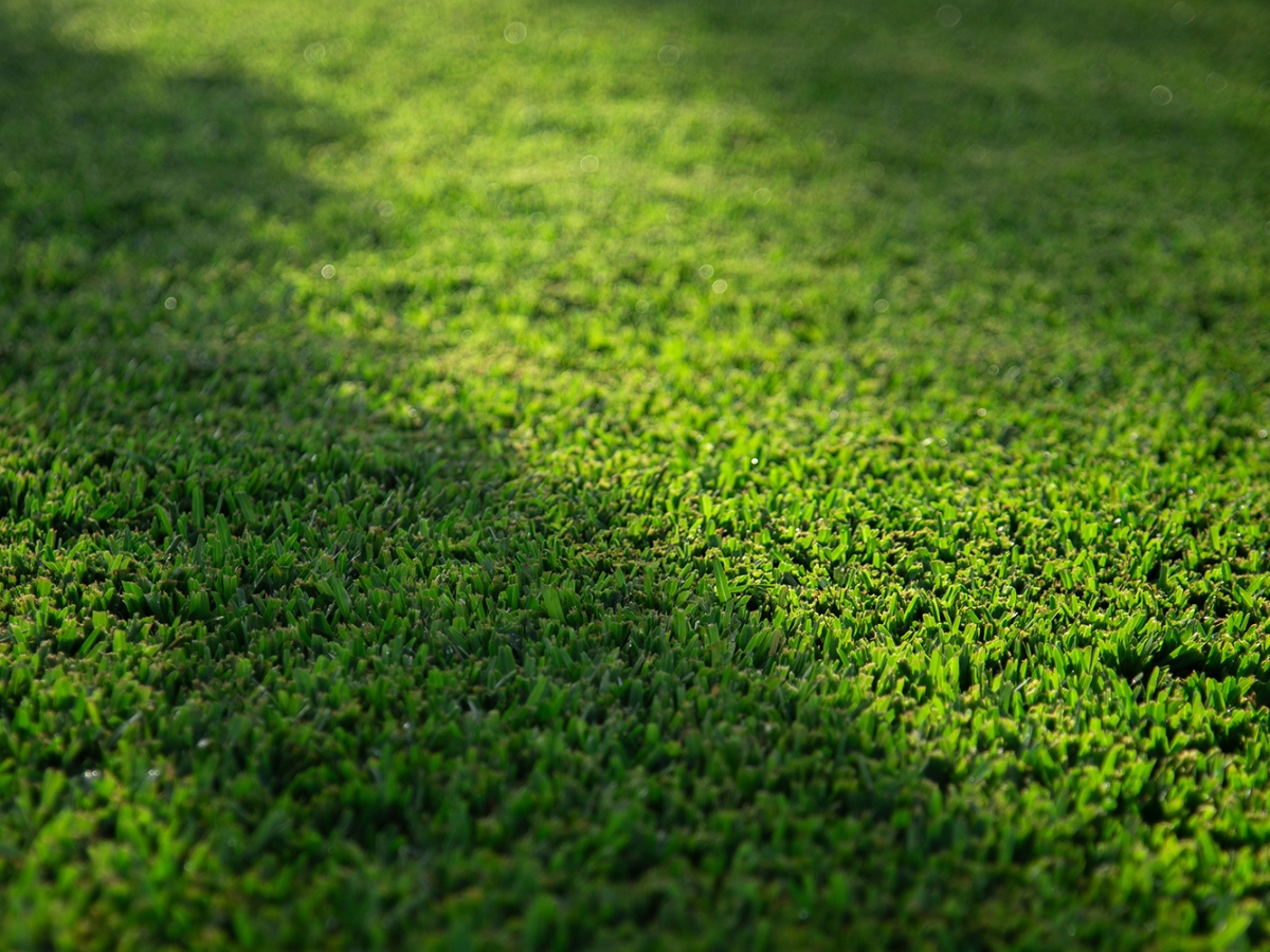 Stampede Hybrid Turf 3 Stampede Hybrid Turf 3