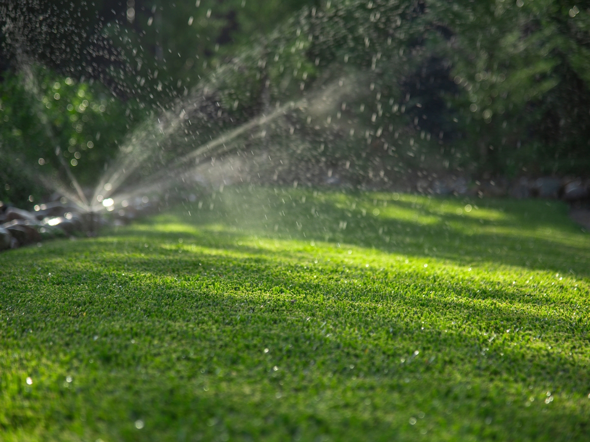 Stampede Hybrid Turf 4 Stampede Hybrid Turf 4