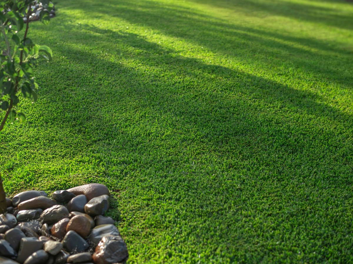 Stampede Hybrid Turf 5 Stampede Hybrid Turf 5