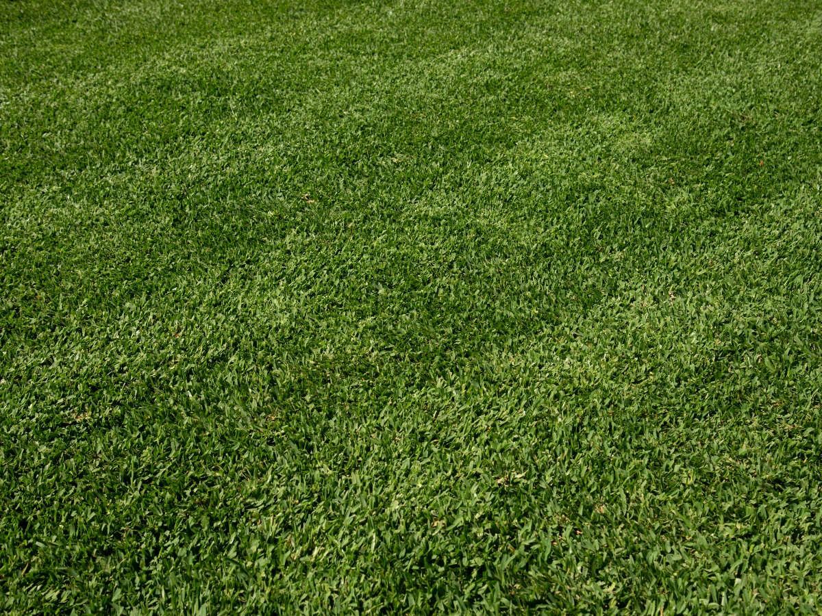 Stampede Hybrid Turf 6 Stampede Hybrid Turf 6