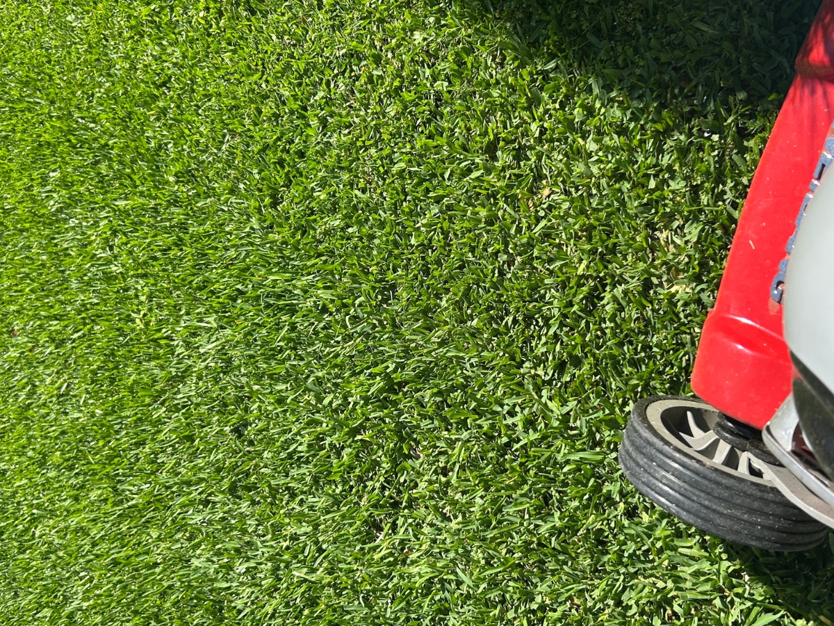 Stampede Hybrid Turf 7 Stampede Hybrid Turf 7