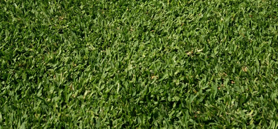 Stampede Hybrid Turf: Everything You Need to Know Before It Hits the Market (2026 Guide)