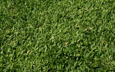 Buy Turf Online now accepts AfterPay 2 Stampede Hybrid Turf: Everything You Need to Know Before It Hits the Market (2026 Guide)