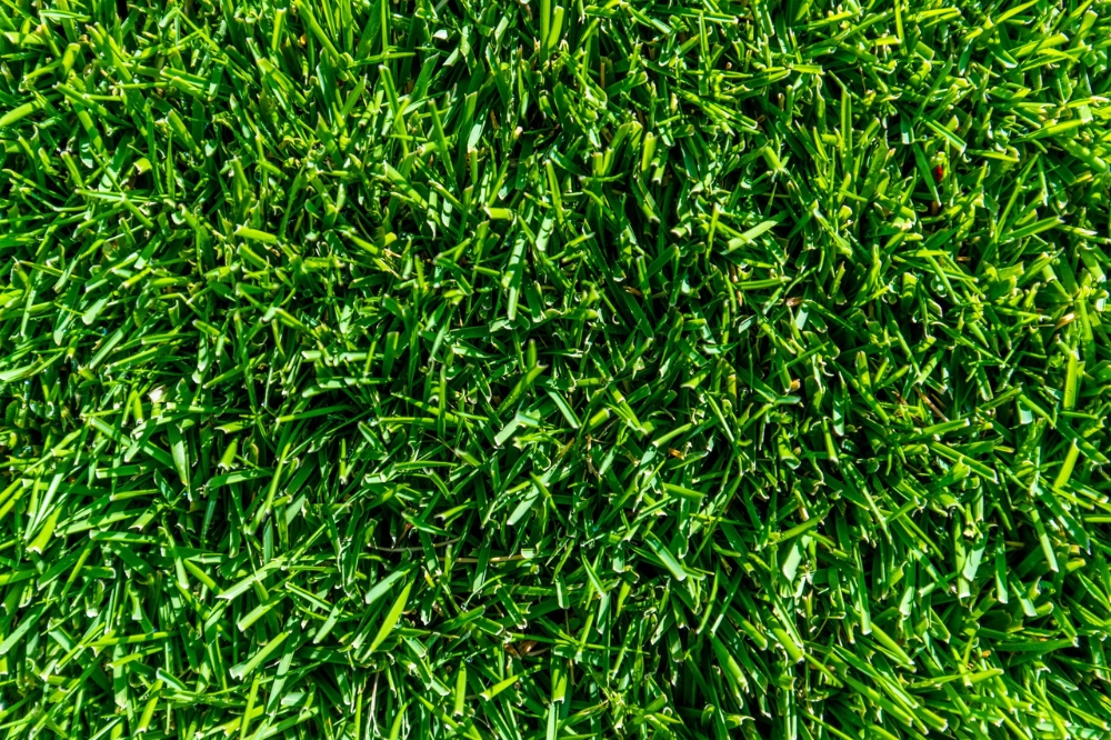 What is the Best Grass for a Lawn? A Complete Guide to Top Choices 2 TifTuf Bermuda - Full sun and low water needs