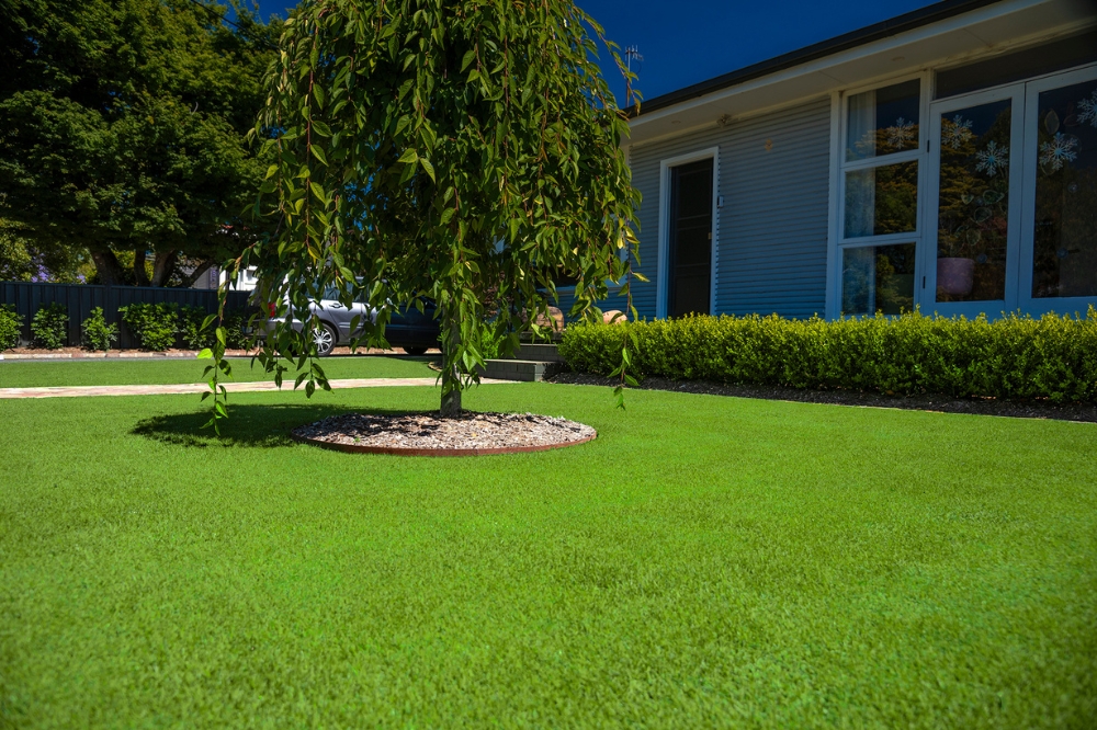 What is the Best Grass for a Lawn? A Complete Guide to Top Choices 10 TifTuf Bermuda Grass