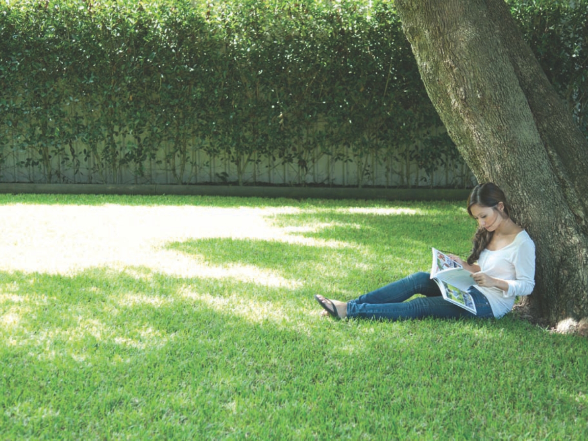 Winter Shade Winter Shade